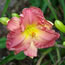 Hemerocallis Siloam Vaughn's Luxury